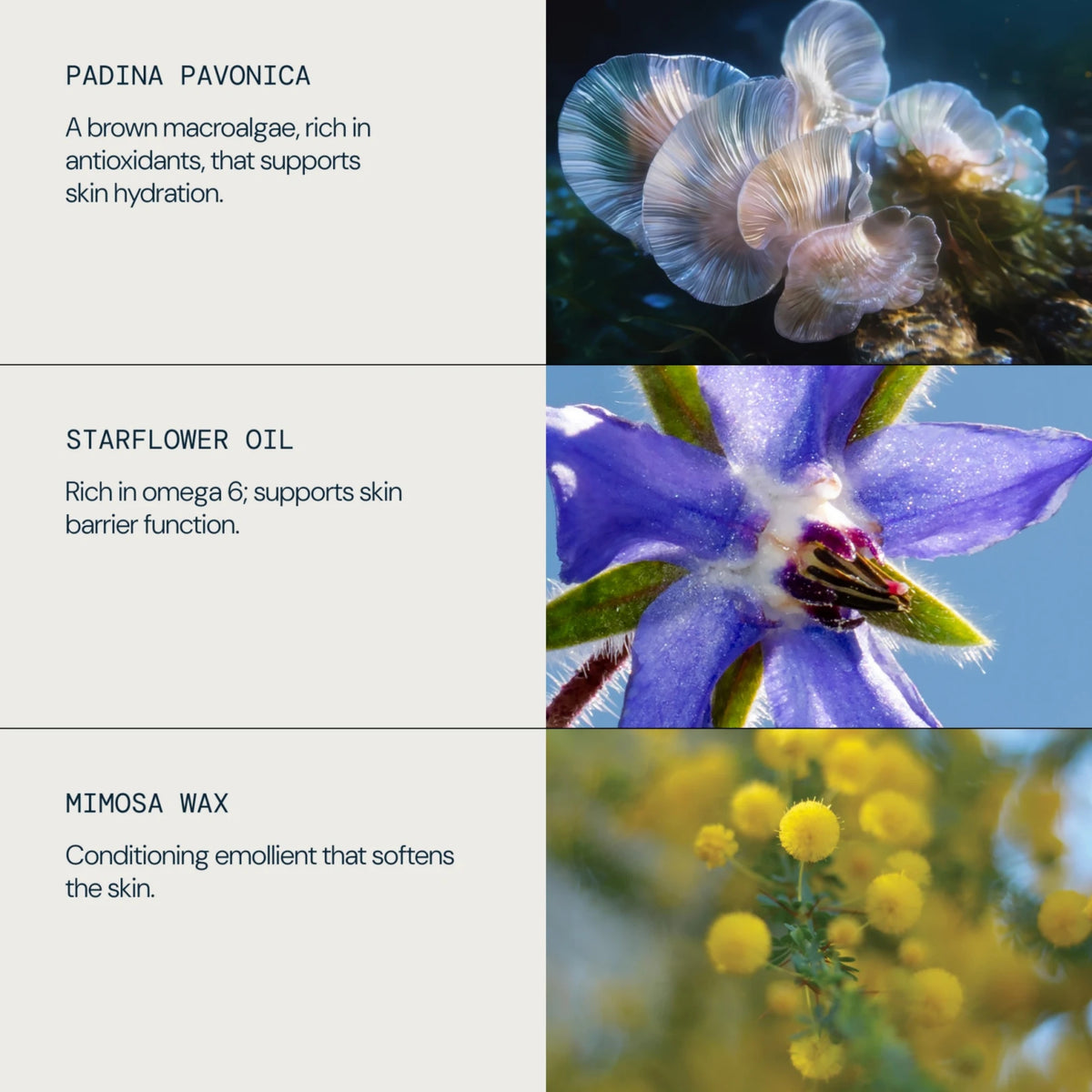 A three-panel ingredient spotlight graphic. The top panel shows pale translucent padina pavonica macroalgae.