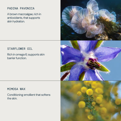 A three-panel ingredient spotlight graphic. The top panel shows pale translucent padina pavonica macroalgae.