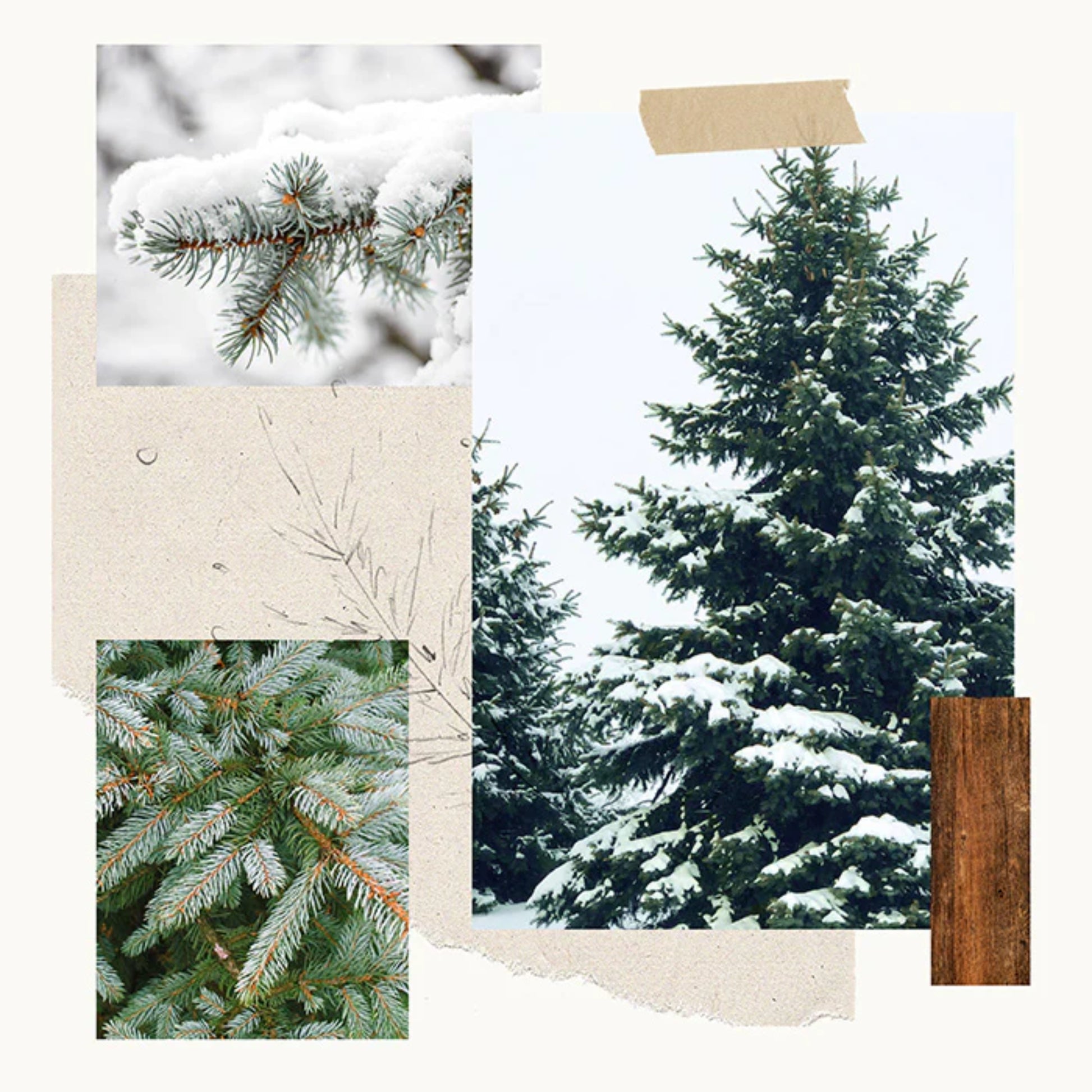 Thymes Frasier Fir Pine Needle Statement Candle