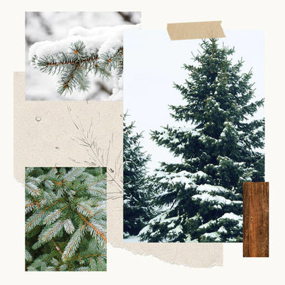 Thymes Frasier Fir Pine Needle Statement Candle